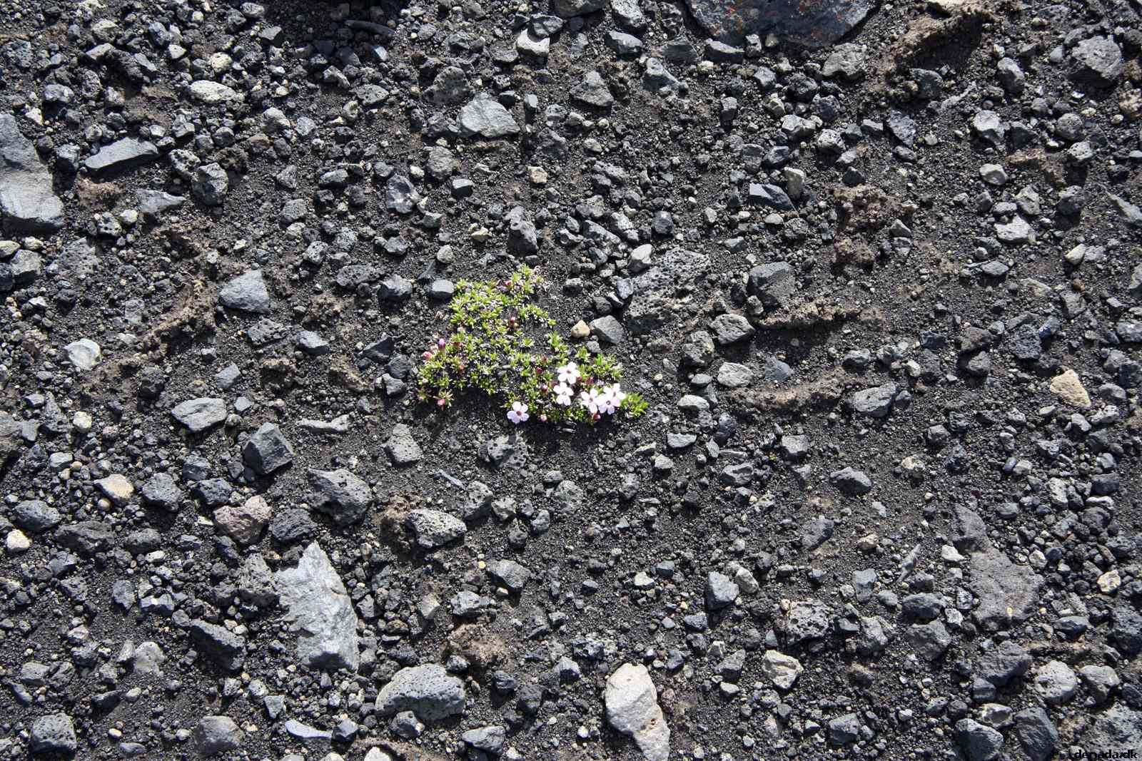 * Image 134