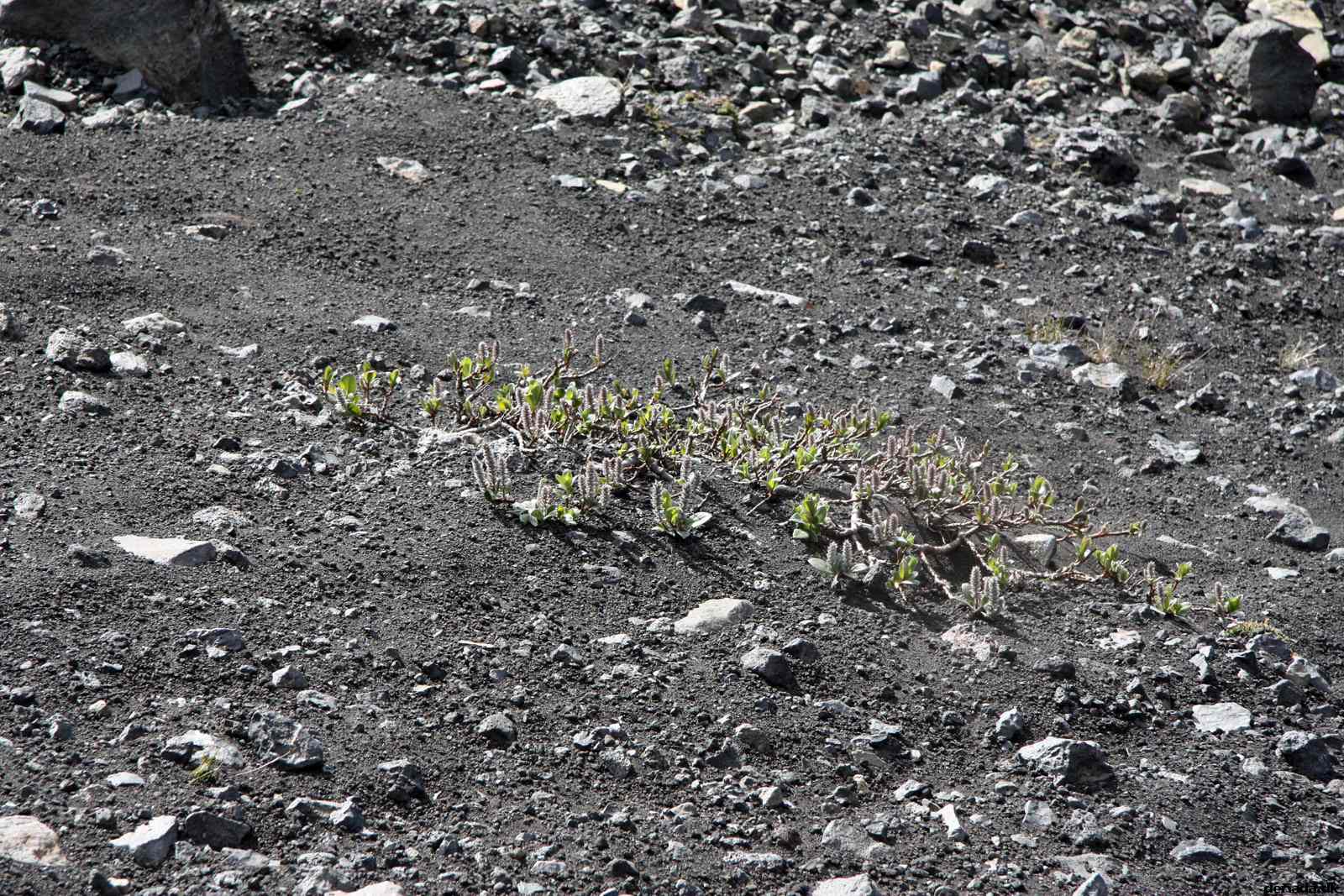 * Image 140