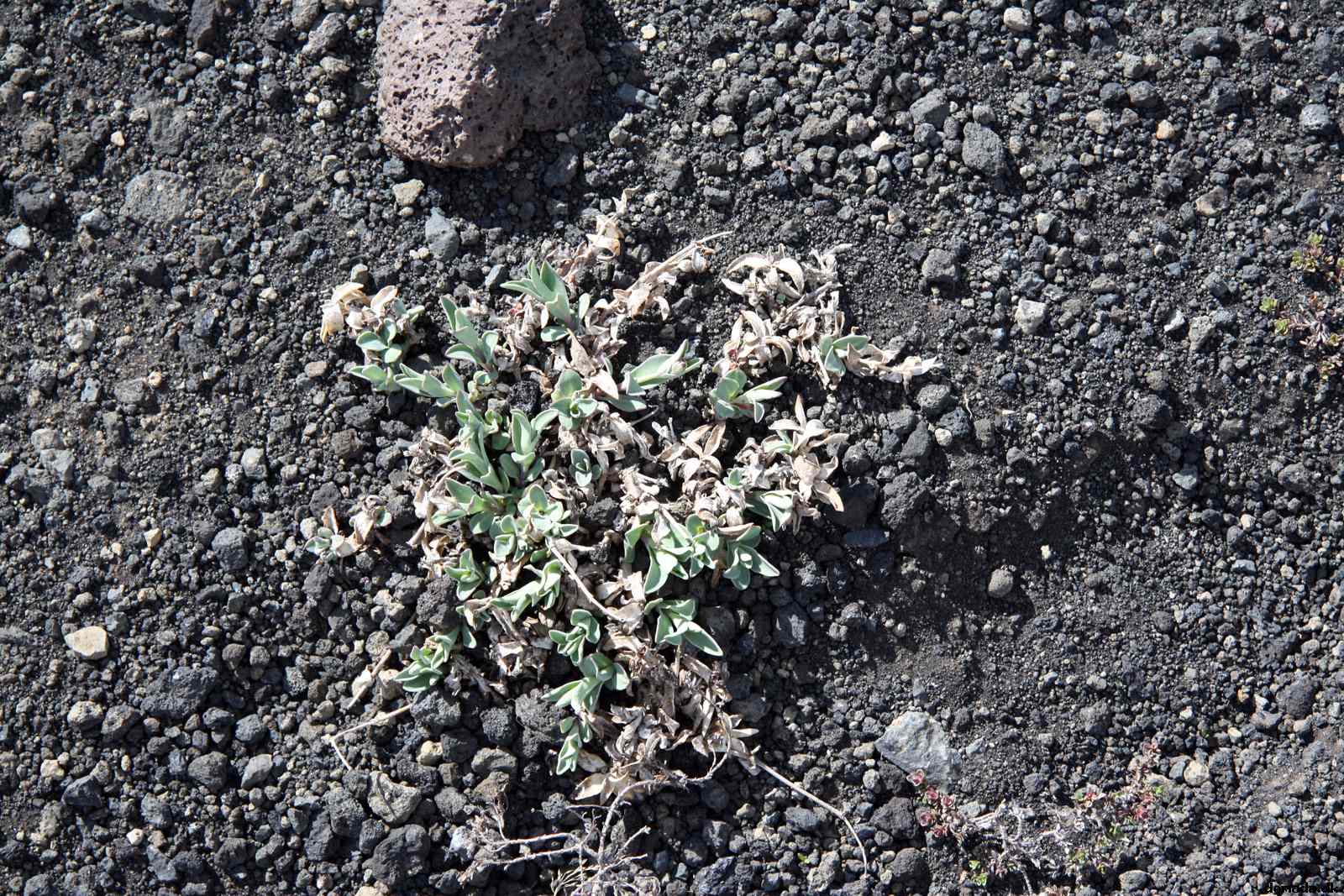 * Image 155