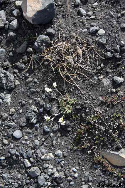 * Image 136