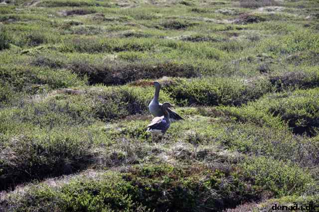 * Image 1