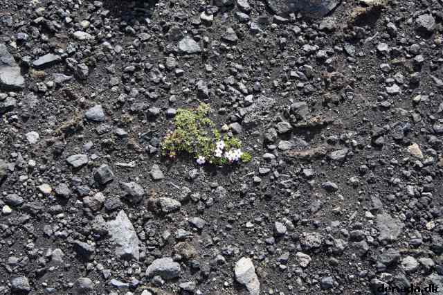 * Image 134