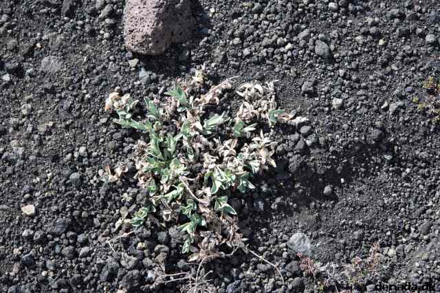 * Image 155