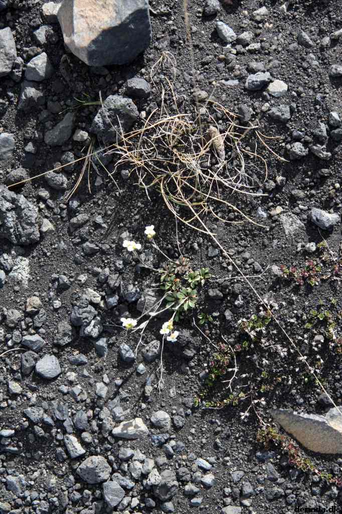 * Image 136