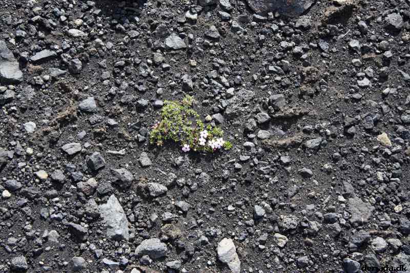 * Image 134