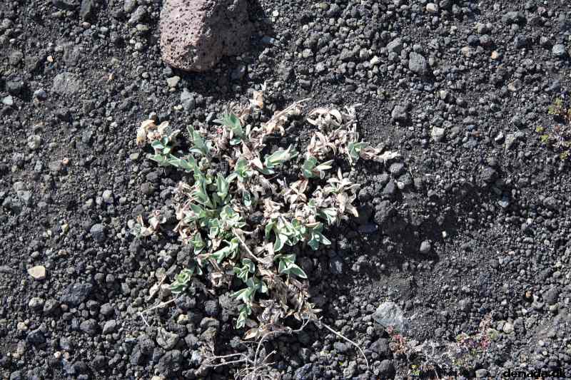 * Image 155