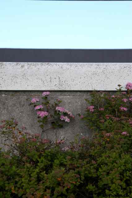 * Image 5