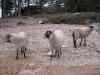 SANY2149m.jpg - 2010:08:19 12:15:56