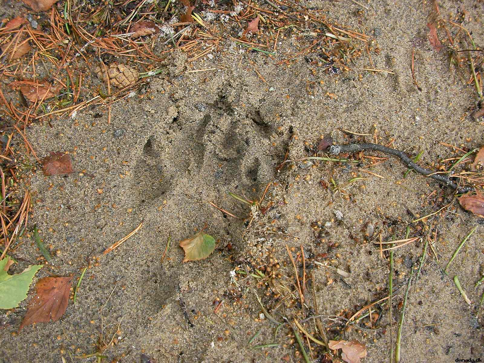 * Image 30