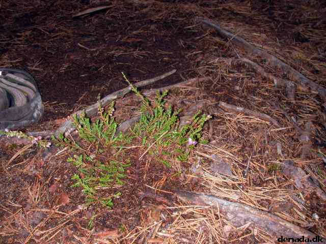* Image 93