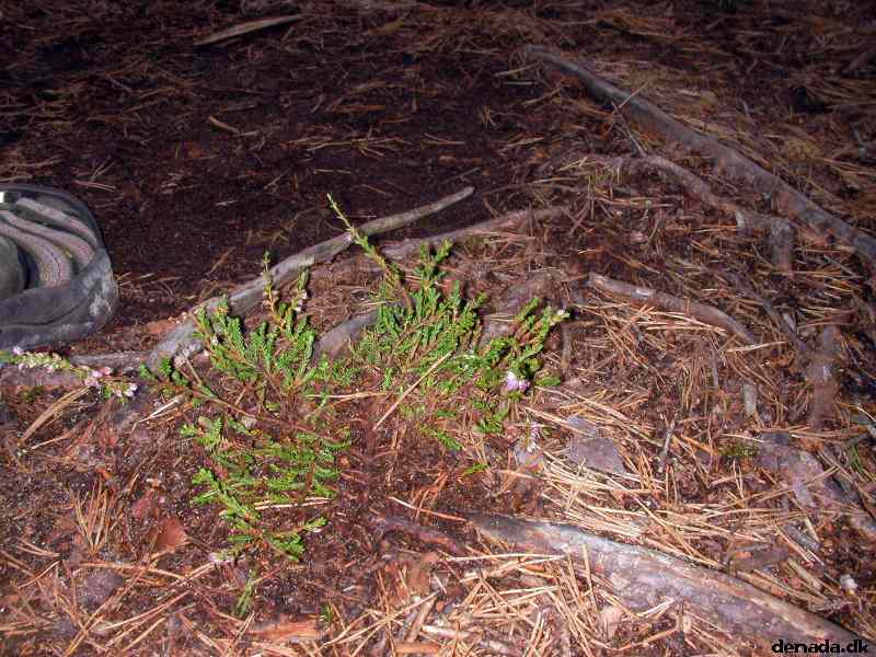 * Image 93