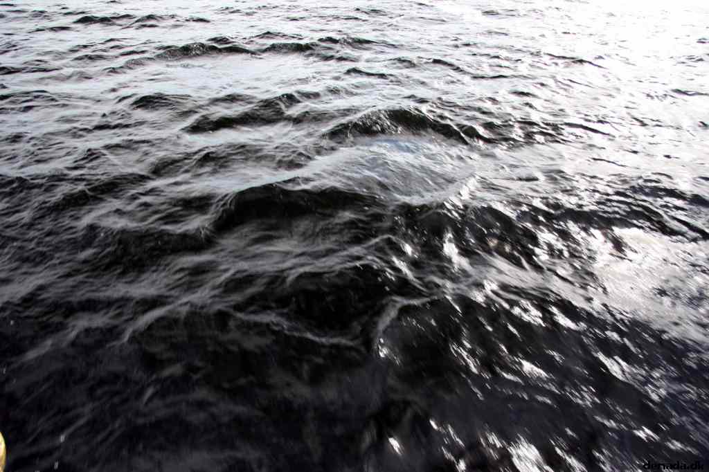 * Image 50
