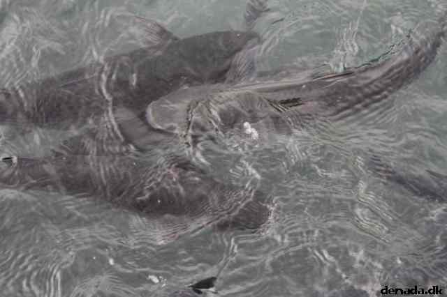 * Image 32