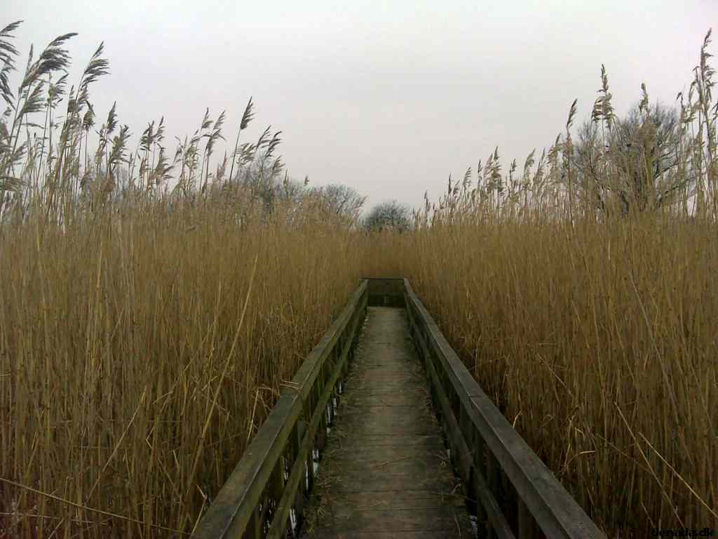 * Image 2