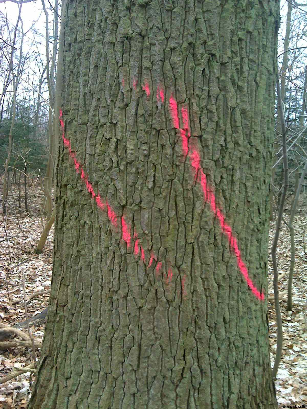 * Image 13