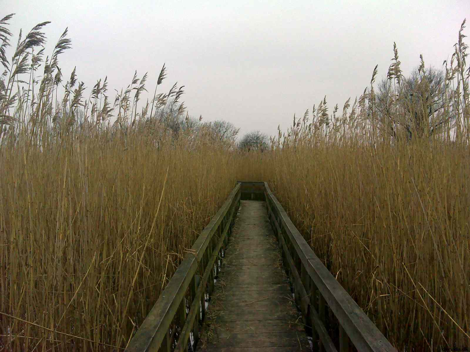 * Image 2