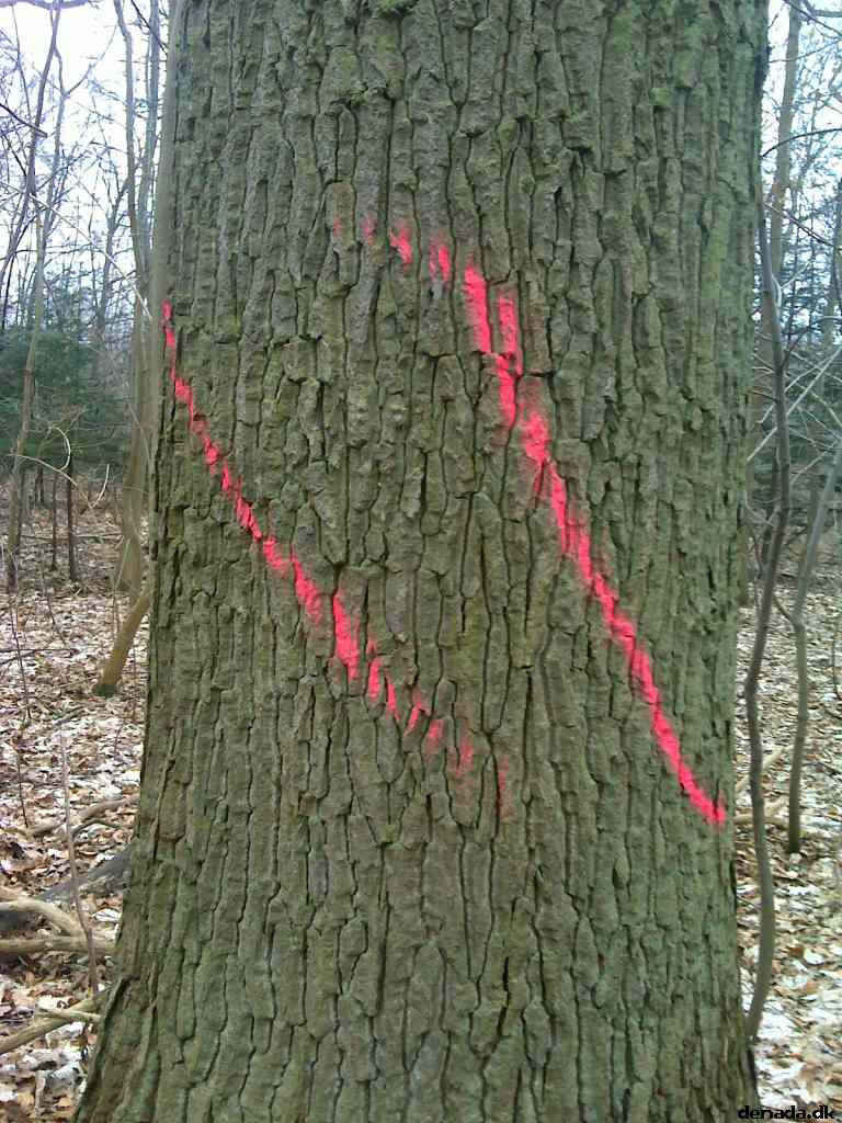* Image 13