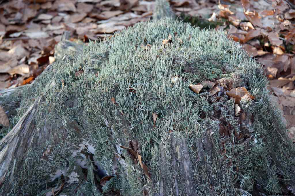 * Image 63