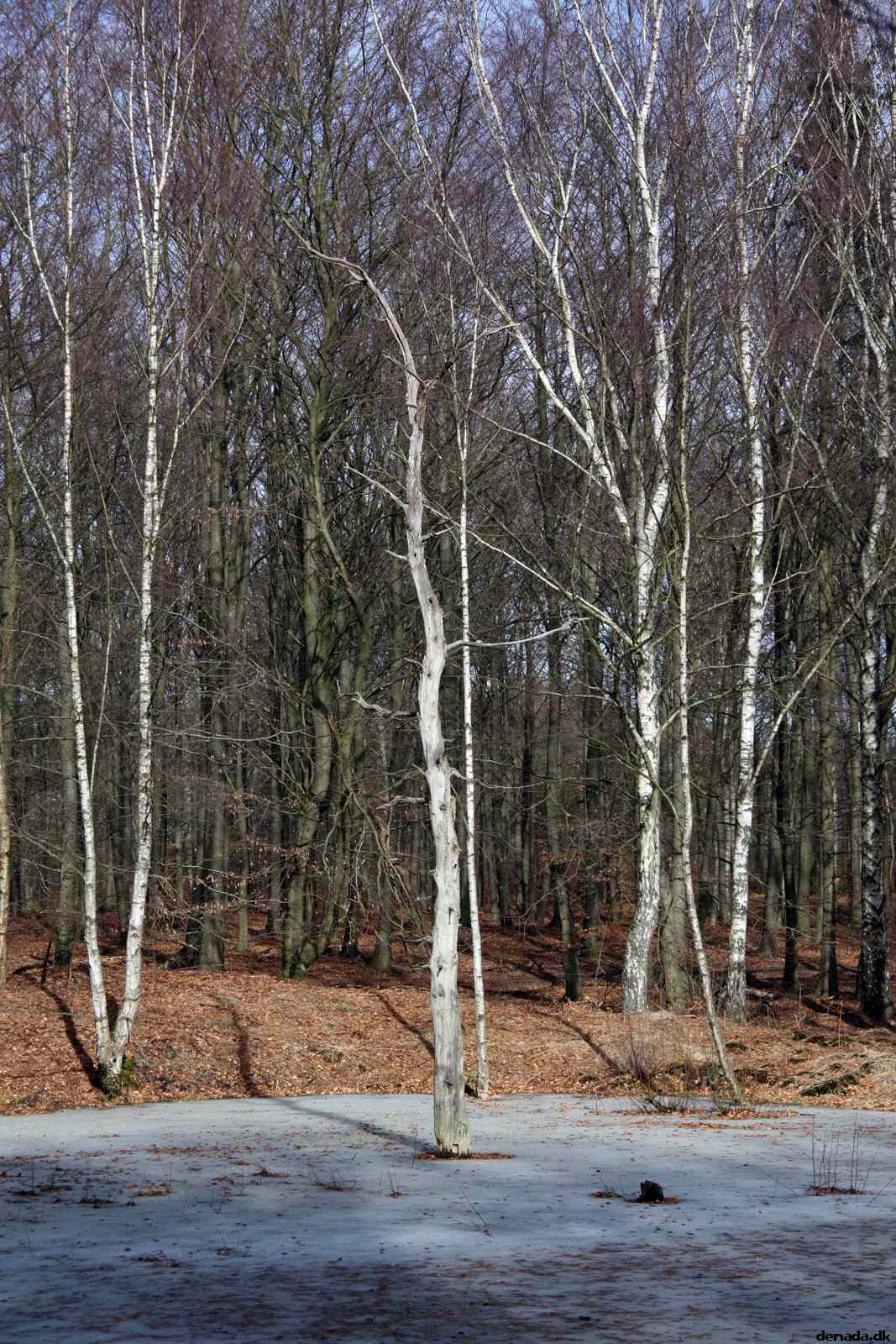 * Image 13