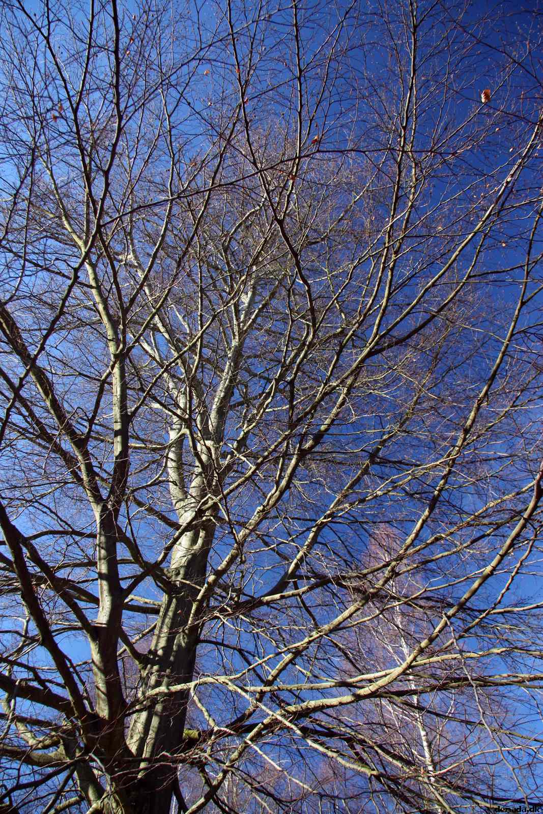 * Image 54