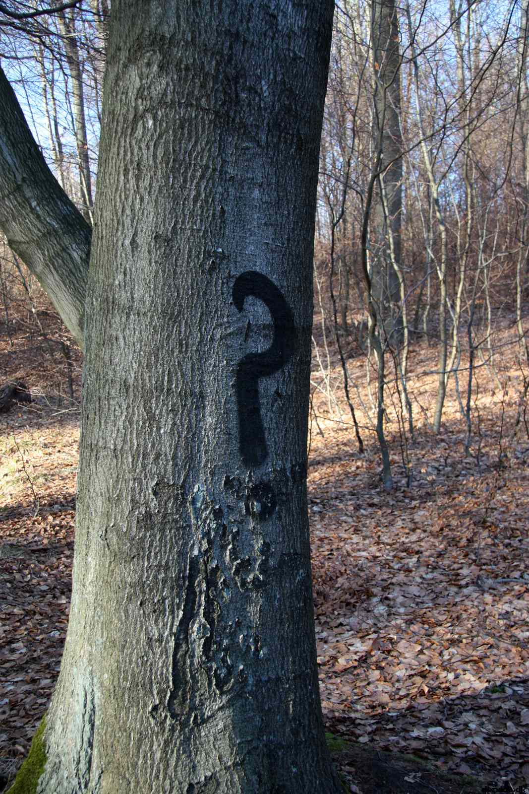 * Image 62