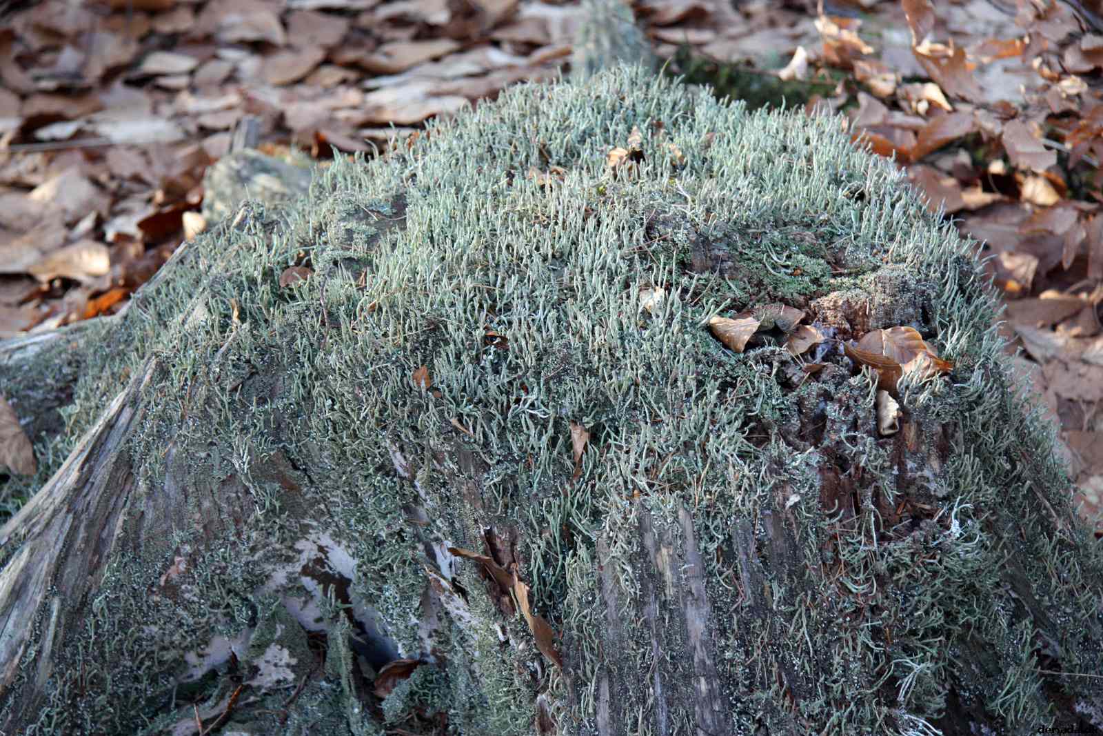 * Image 63