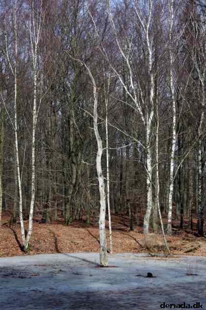 * Image 13