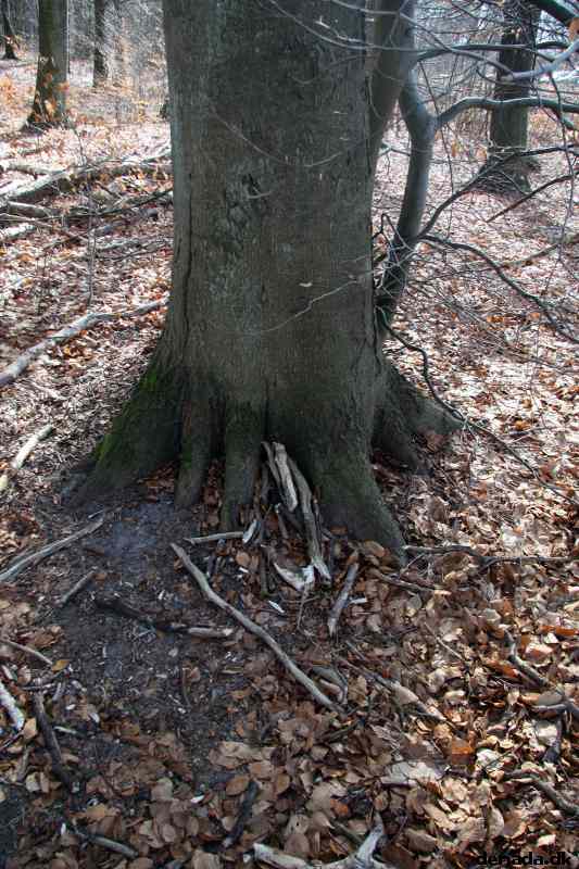 * Image 6