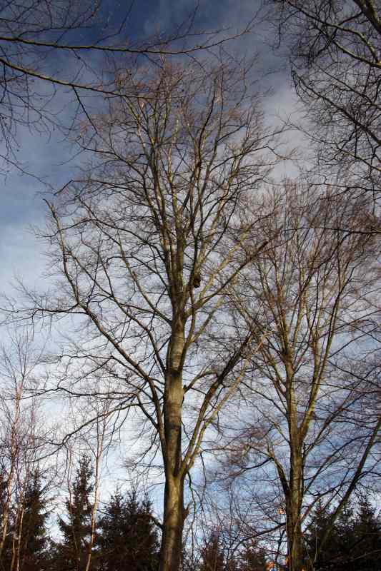 * Image 7