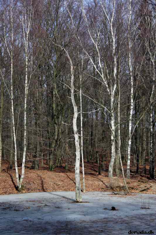 * Image 13