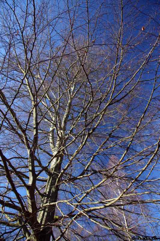 * Image 54