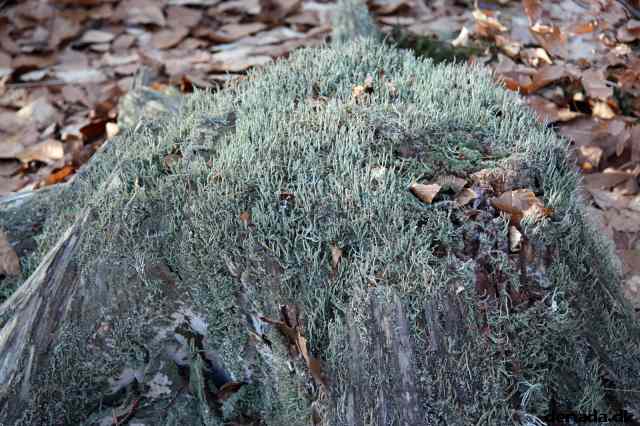 * Image 63