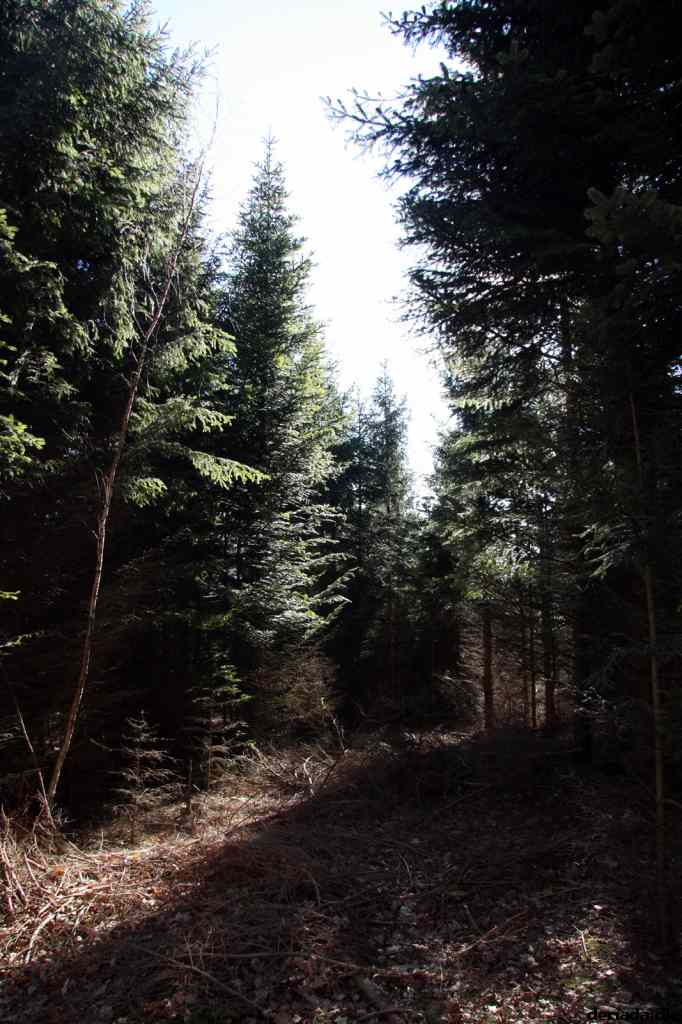 * Image 27