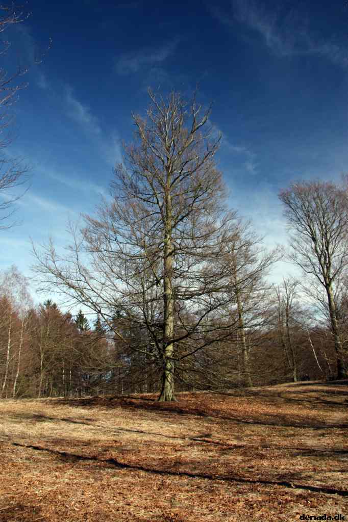 * Image 52