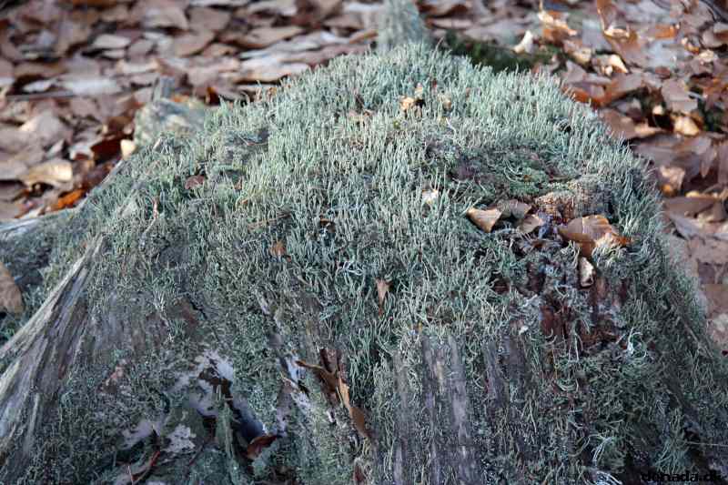 * Image 63