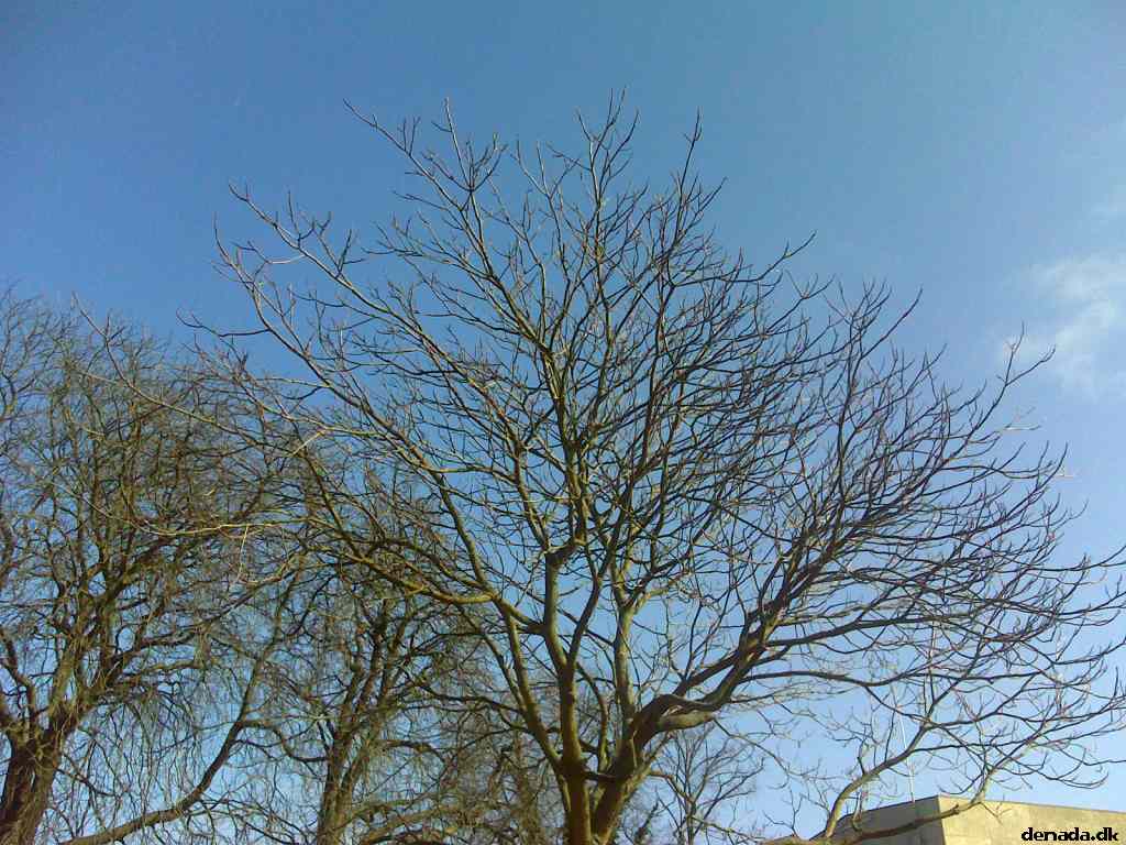 * Image 5