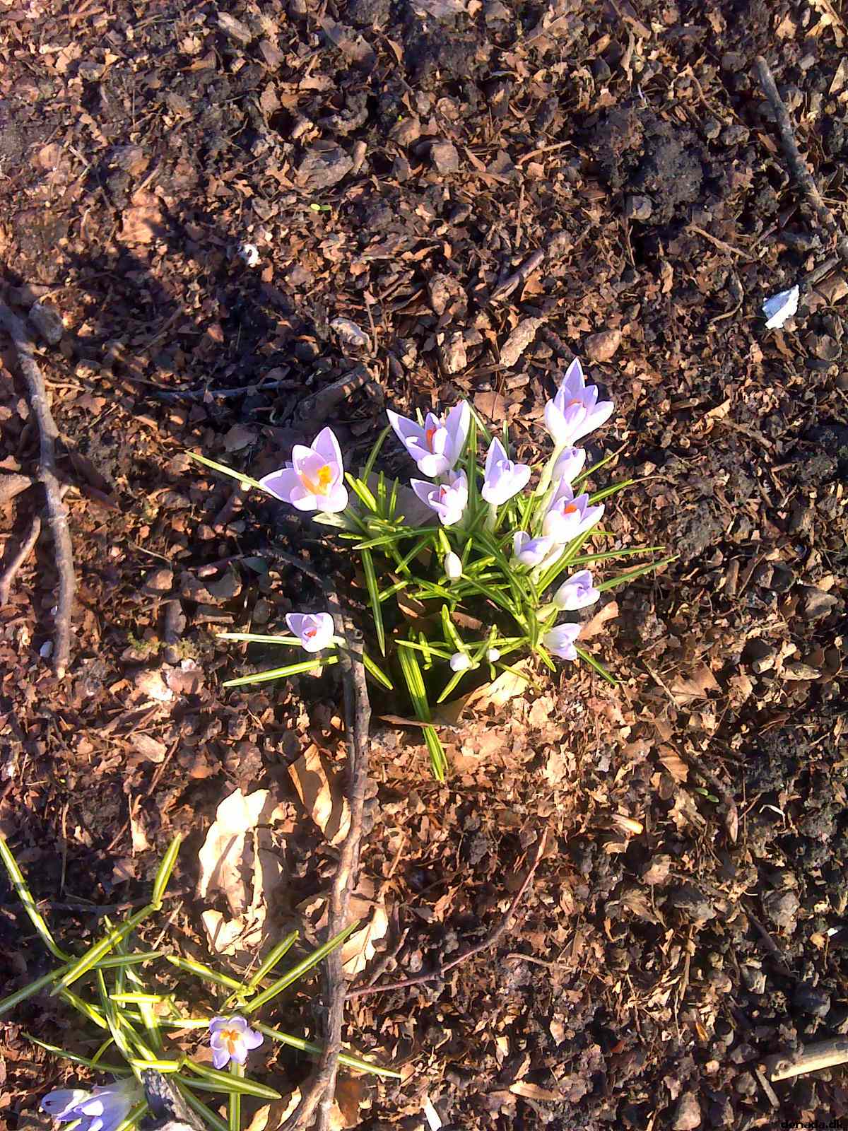 * Image 11