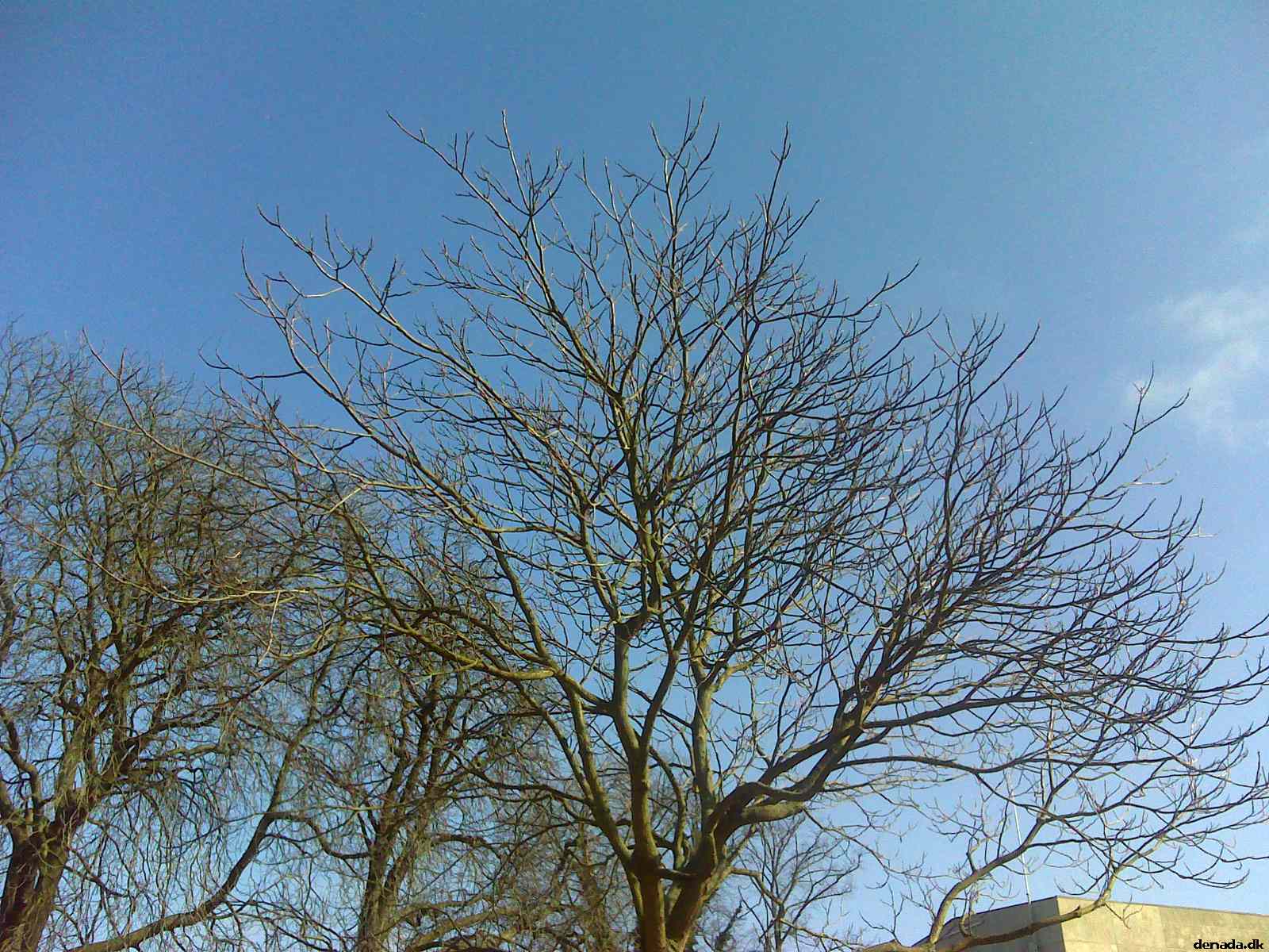 * Image 5