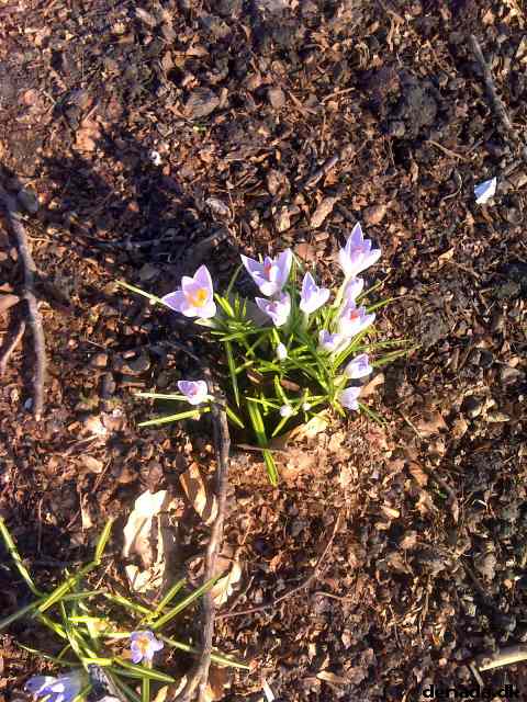 * Image 11
