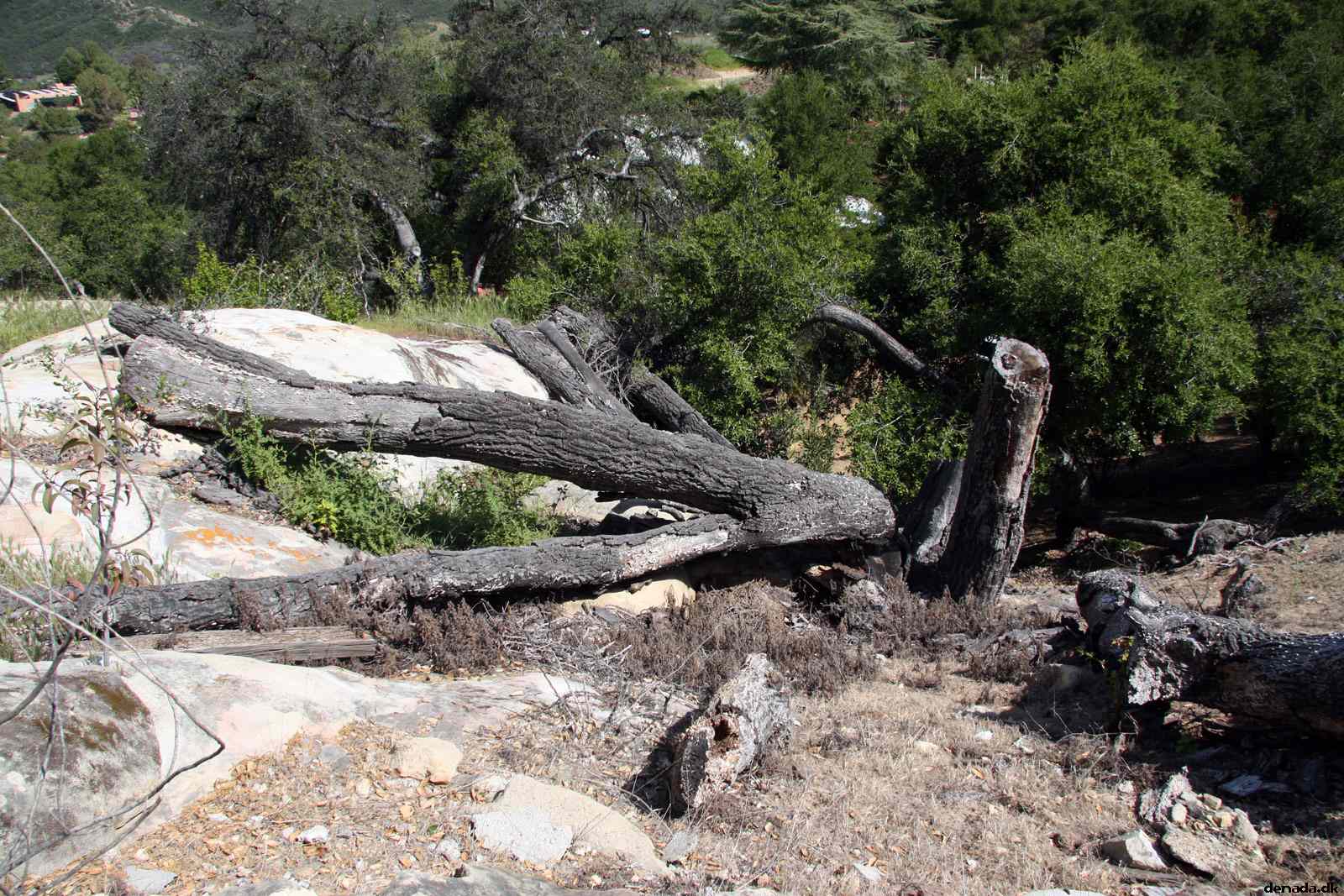 * Image 15