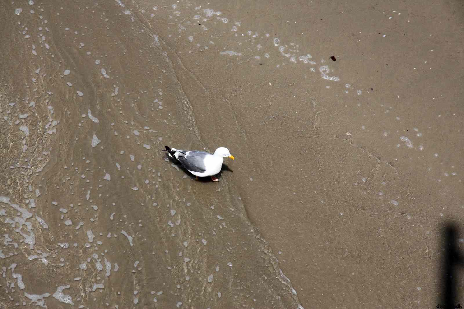* Image 61