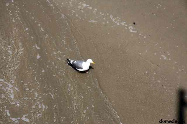* Image 61