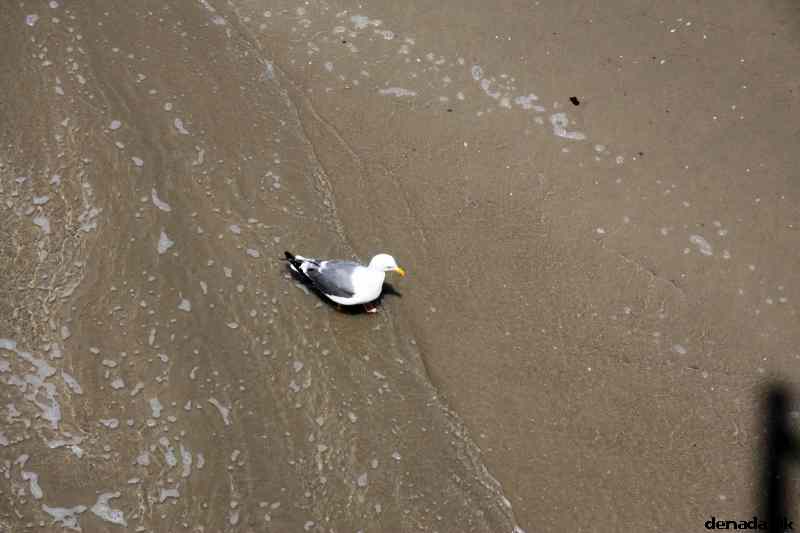 * Image 61