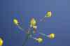 201104150316m.jpg - 2011:04:15 10:37:20
