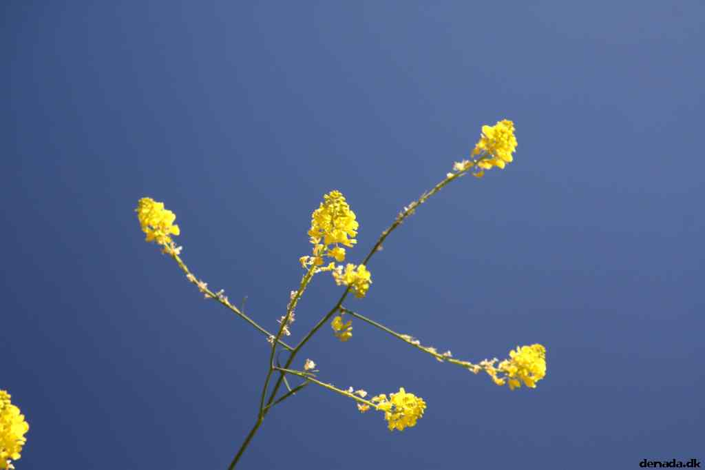 * Image 44