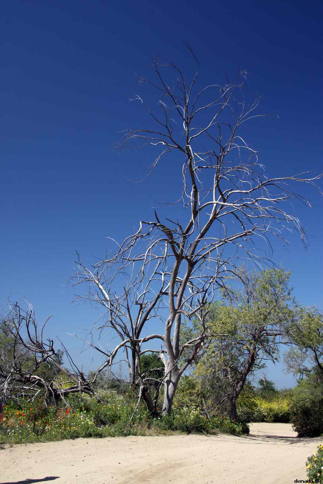 * Image 4