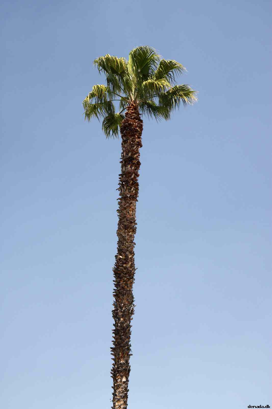 * Image 5