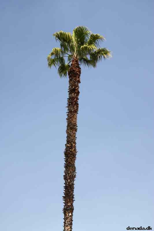 * Image 5
