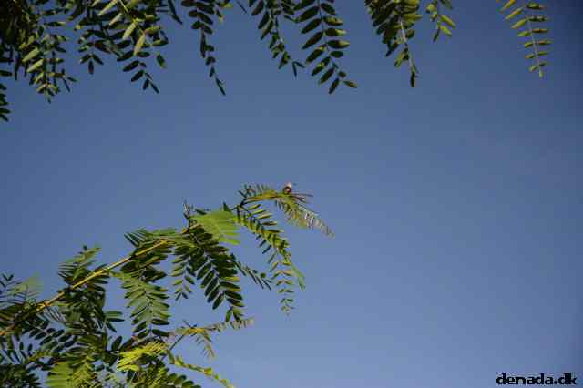 * Image 1