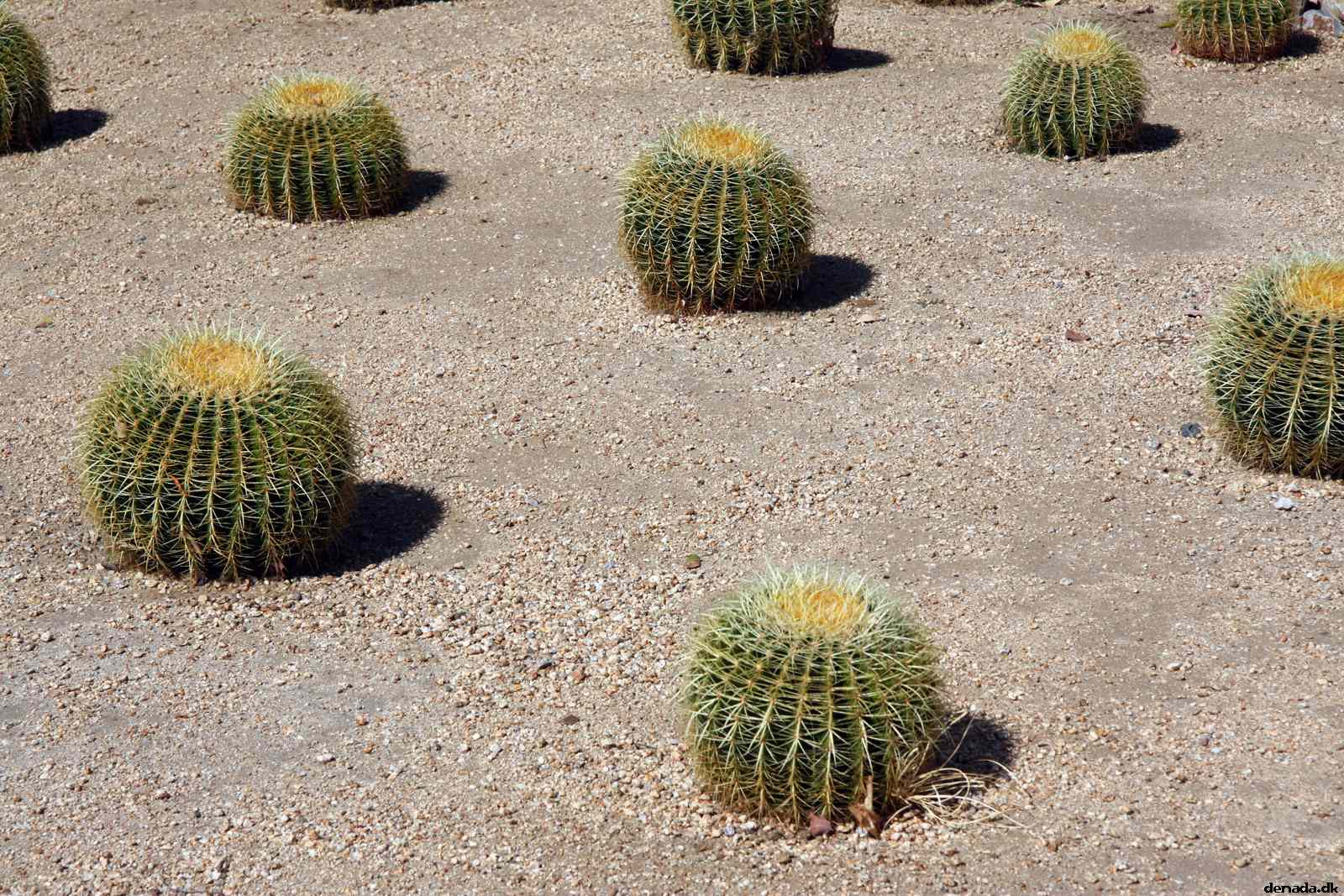 * Image 6